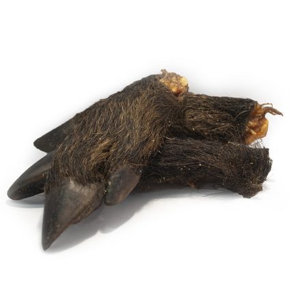 1/2 vildsvinsfot med päls och klöv